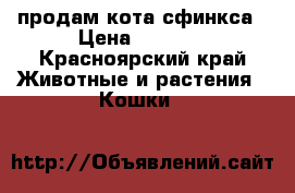 продам кота сфинкса › Цена ­ 2 000 - Красноярский край Животные и растения » Кошки   